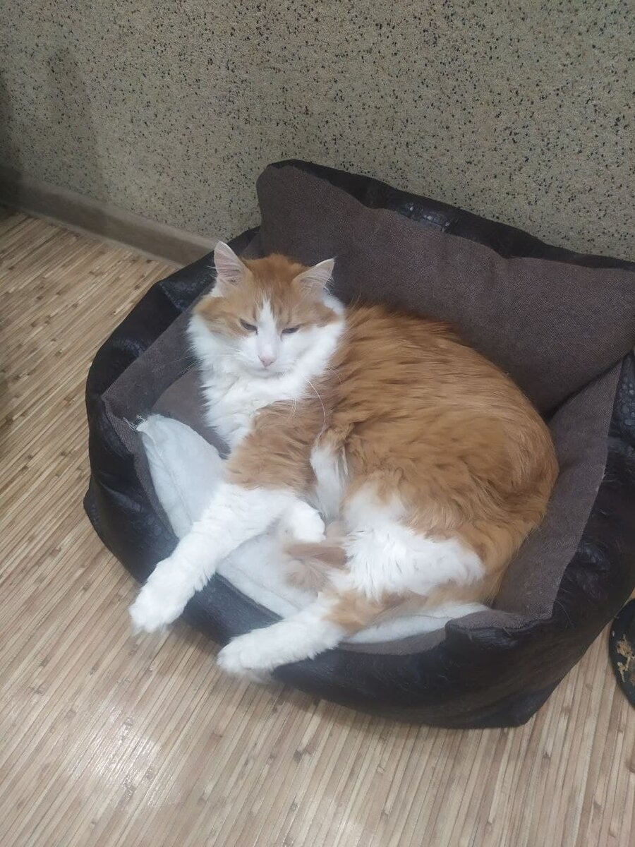 Мой кот
