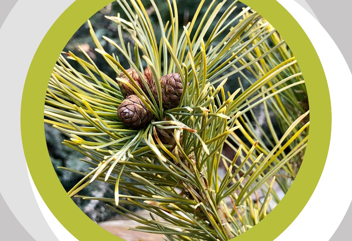 Pinus parviflora 'floppy Joe'. Pinus parviflora Linda. Pinus parviflora Tempelhof. Pinus parviflora Richard Lee.