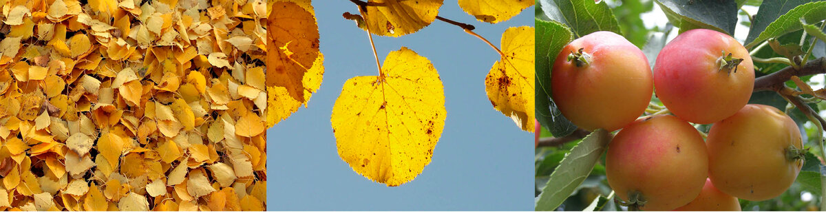 Листья берёзы, липы и "золотые"яблочки.