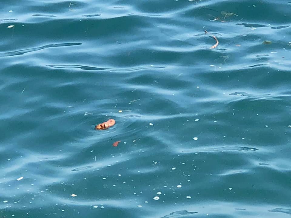 какашки плавают