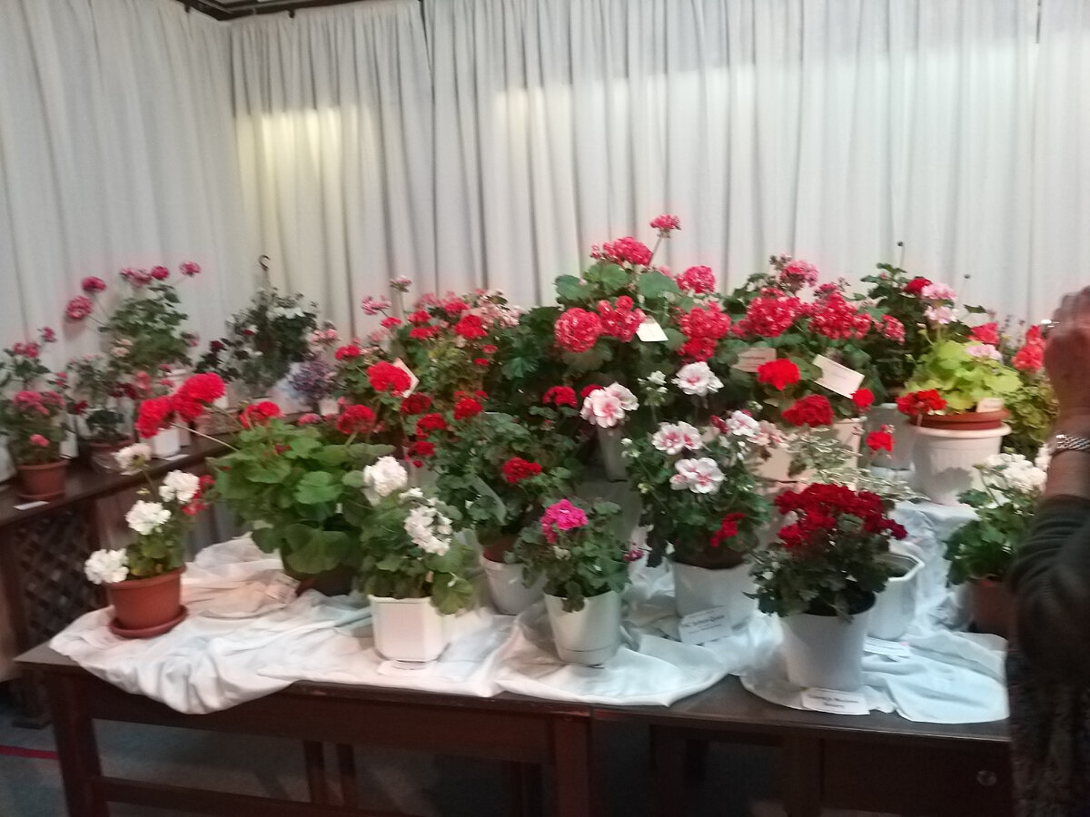 Выставка Пеларгоний 10 сентября 2020