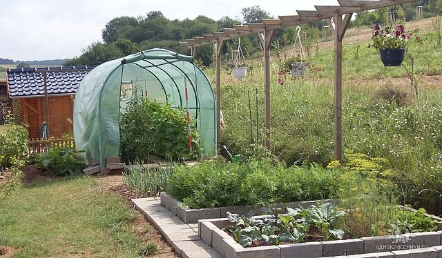 Огород радует глаз