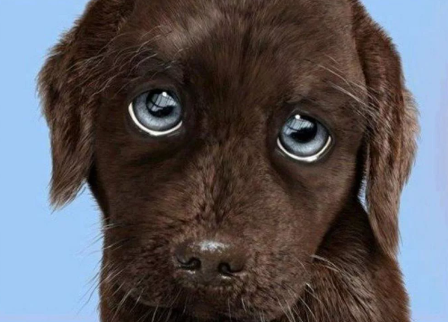 Щенков до года ругать нельзя!