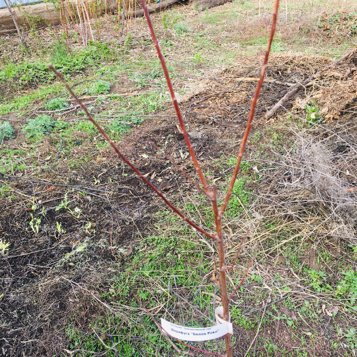 Это шарафуга Белла Роял, с плодами цвета персика, она не проснулась, ни одной живой почки