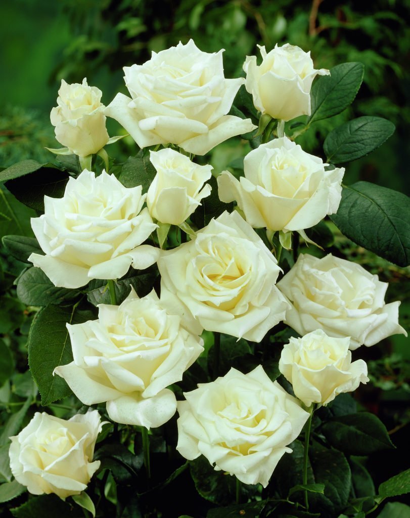 Белые розы. 10 сортов красавиц для вашего сада. | Люблю дачу. | Дзен