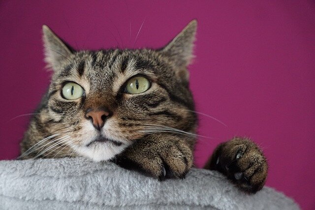 Немецкий кот тоже негодует и печалится! Photo: Pixabay