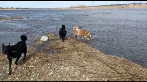 Дай лапу джим чусовой. Джим Чусовой приют.