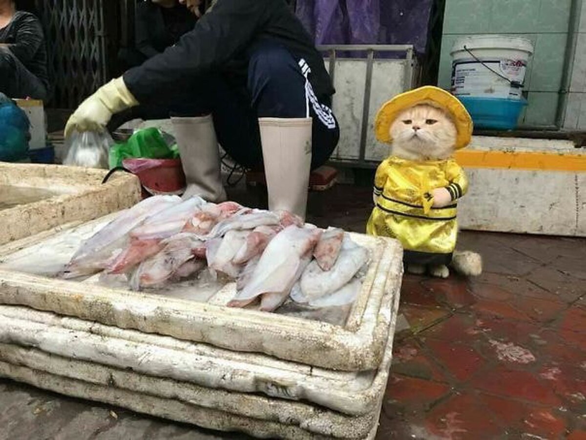 Продавец рыбы.