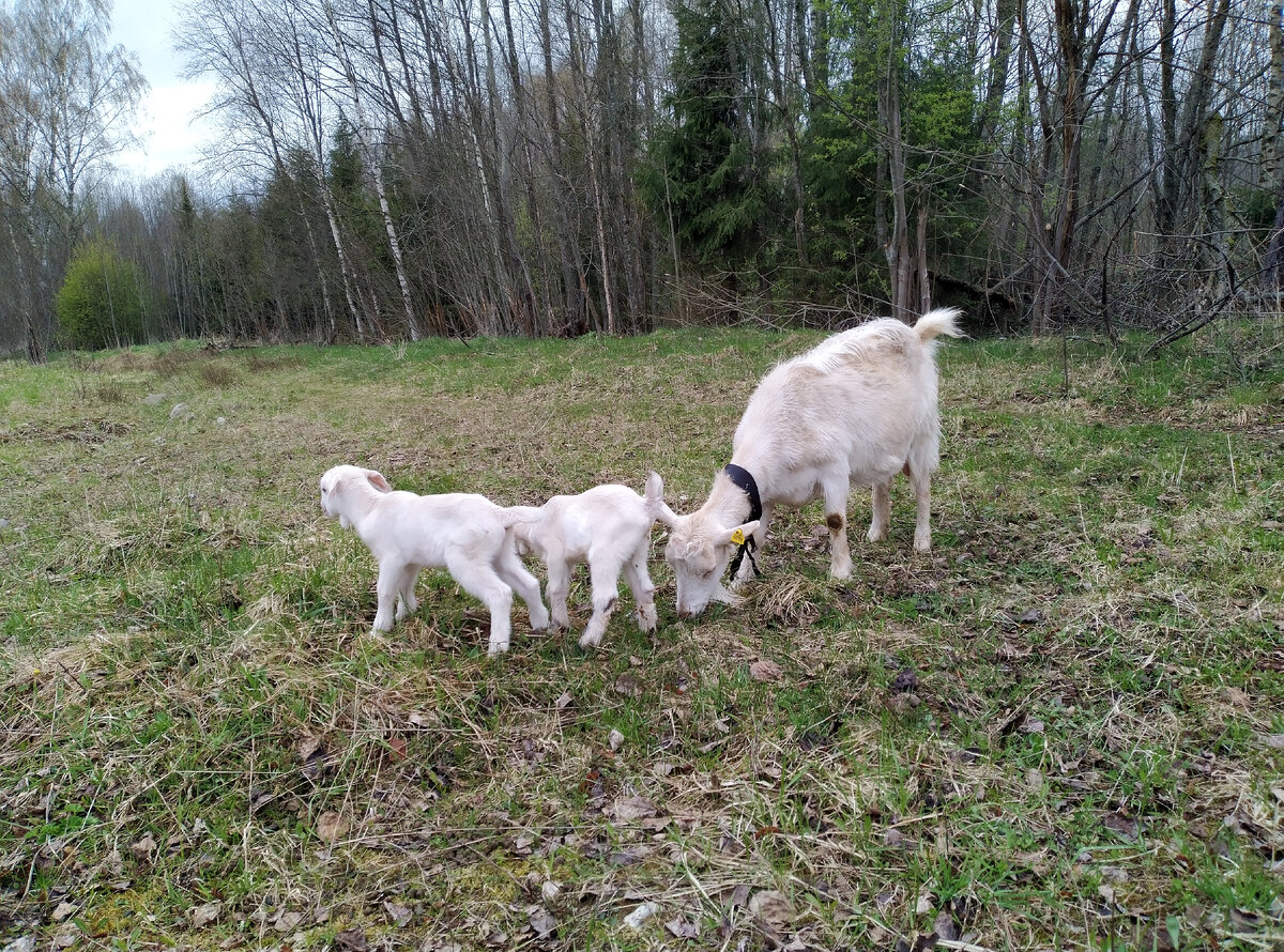 Вместе с Клипсой гуляют и дети Рогатки