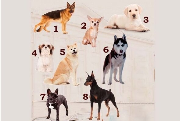 Тест на подходящую собаку. Выберите щенка и узнайте. Выберите песика и узнайте.