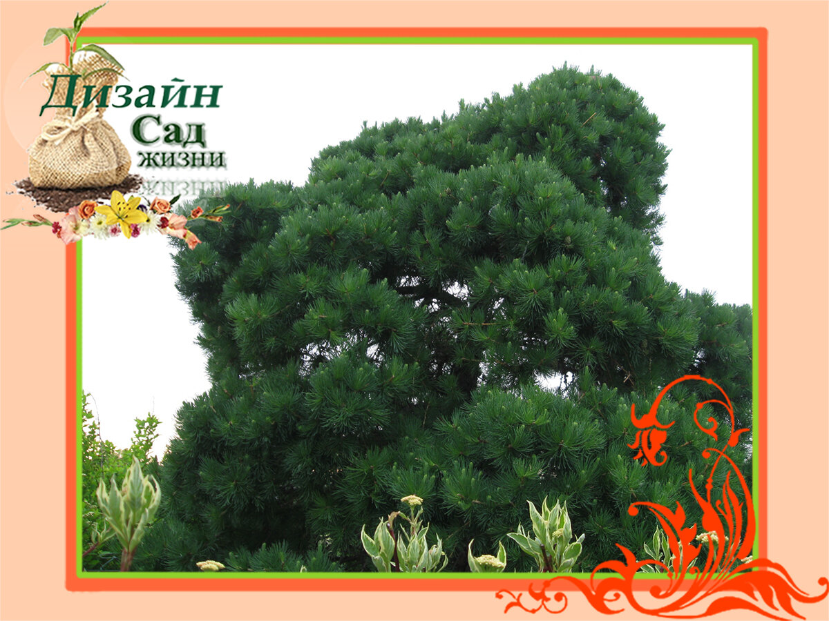 Измененный облик лиственницы