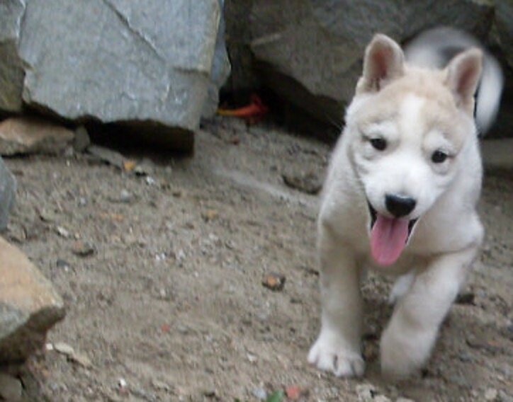 Этот уже постарше, а малыши еще в будке с мамой, но только поднявшись на лапки уже смогут кушать сухой корм. Да-да!  Такой корм существует! И он отлично заменяет весь набор первого прикорма: молоко, творожок, мяско и витамины. Качество современных продуктов под вопросом. А "Первый прикорм" от Педигри всегда качественный и полезный