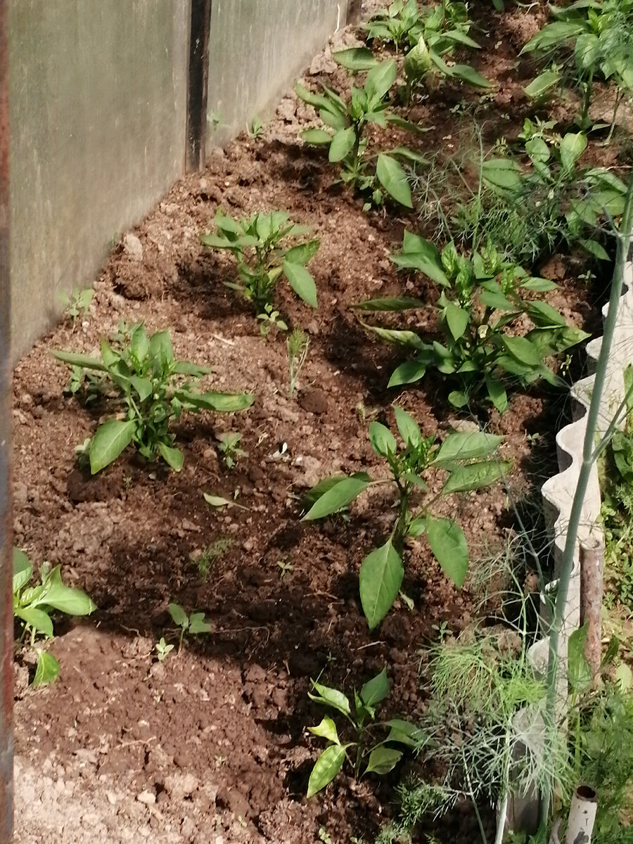 Вот крайний первый обратите внимание. Перцы были ещё меньше, а дальше на грядке, как окрепли, и уже цветут. 