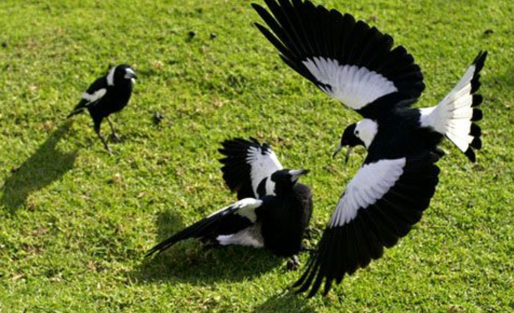 Вот такие птички живут в нашем саду в большом количестве