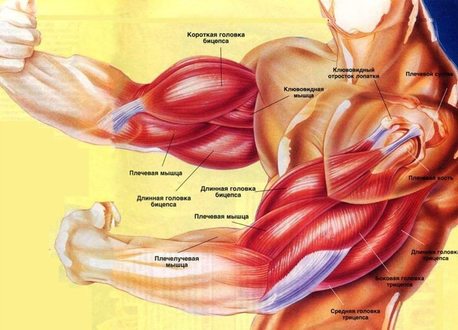 Мышцы на руках название картинки