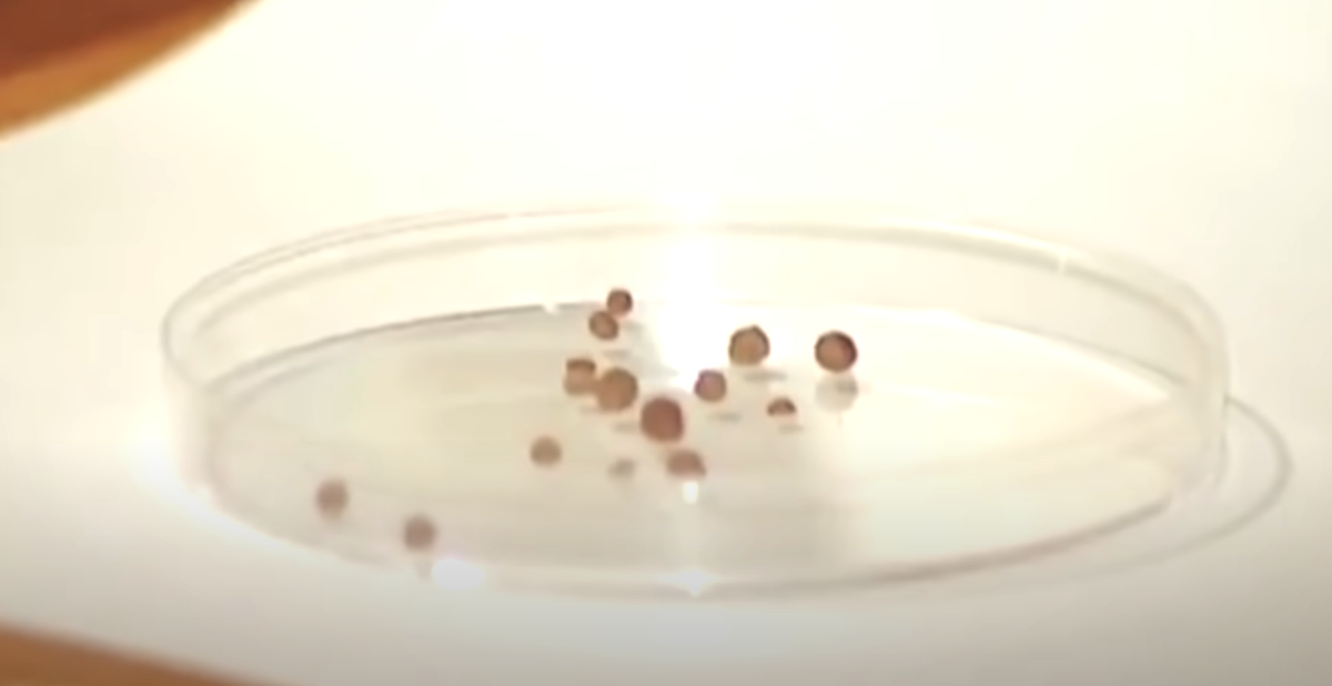 Изображение взято из открытого источника 