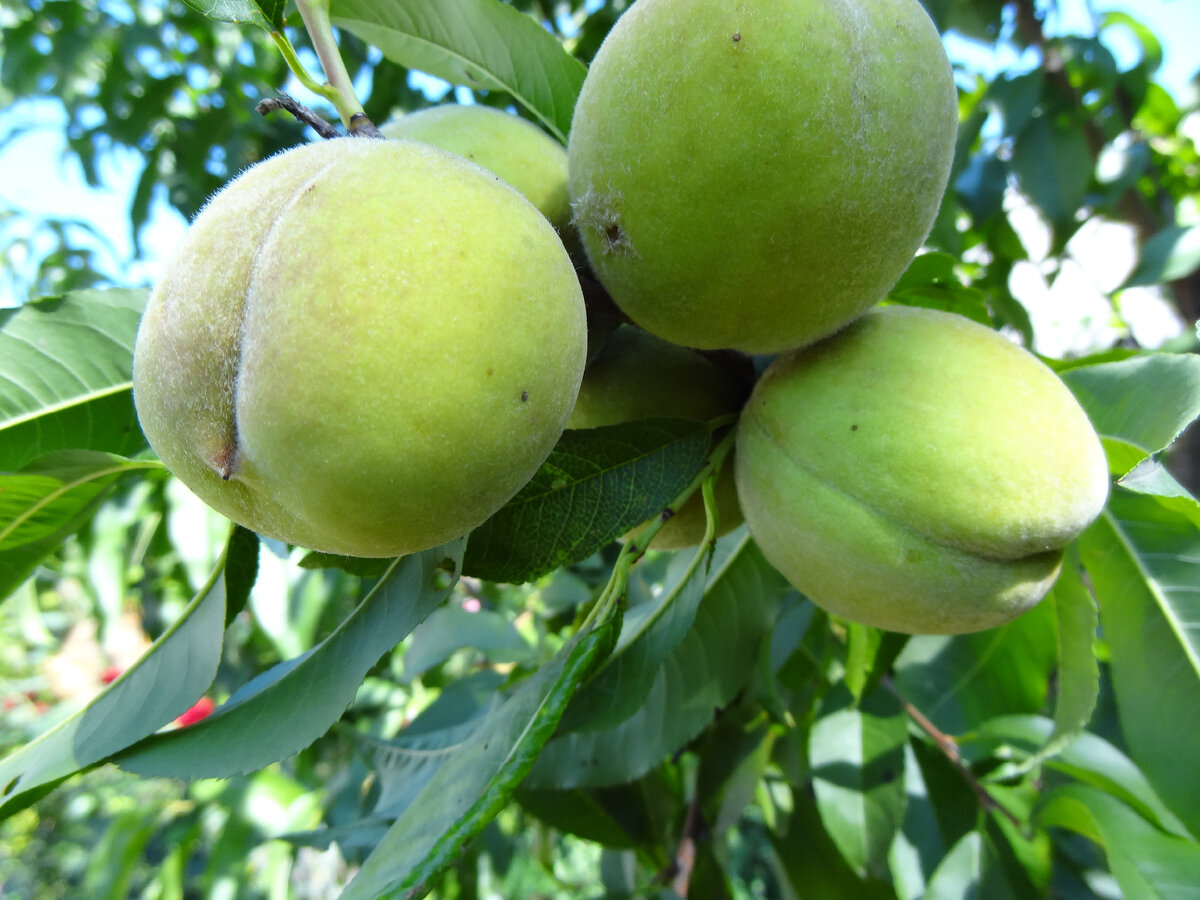 Урожай персиков 2021.