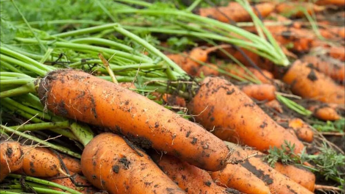 К чему снится морковь свежая. Морковь рабочая. Уборка моркови. Картина сборщики моркови. Уборка моркови фото.
