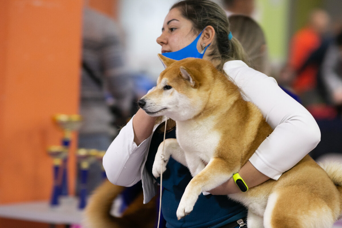 10 вещей, которые нужно взять с собой на выставку собак | Pet-Совет с Таней  Виноградовой | Дзен