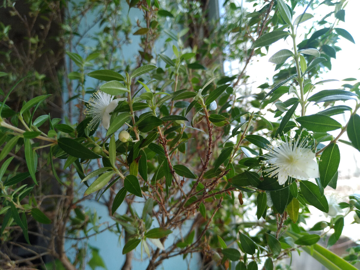 Мое миртовое деревце