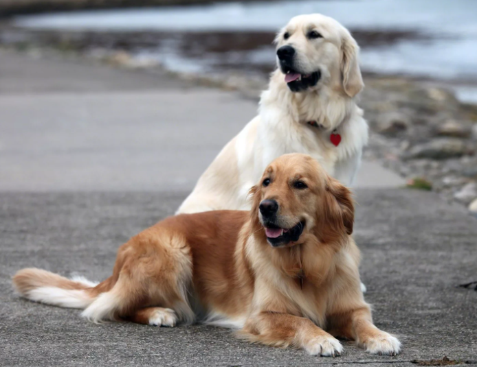 Голдены. скриншот автора. 