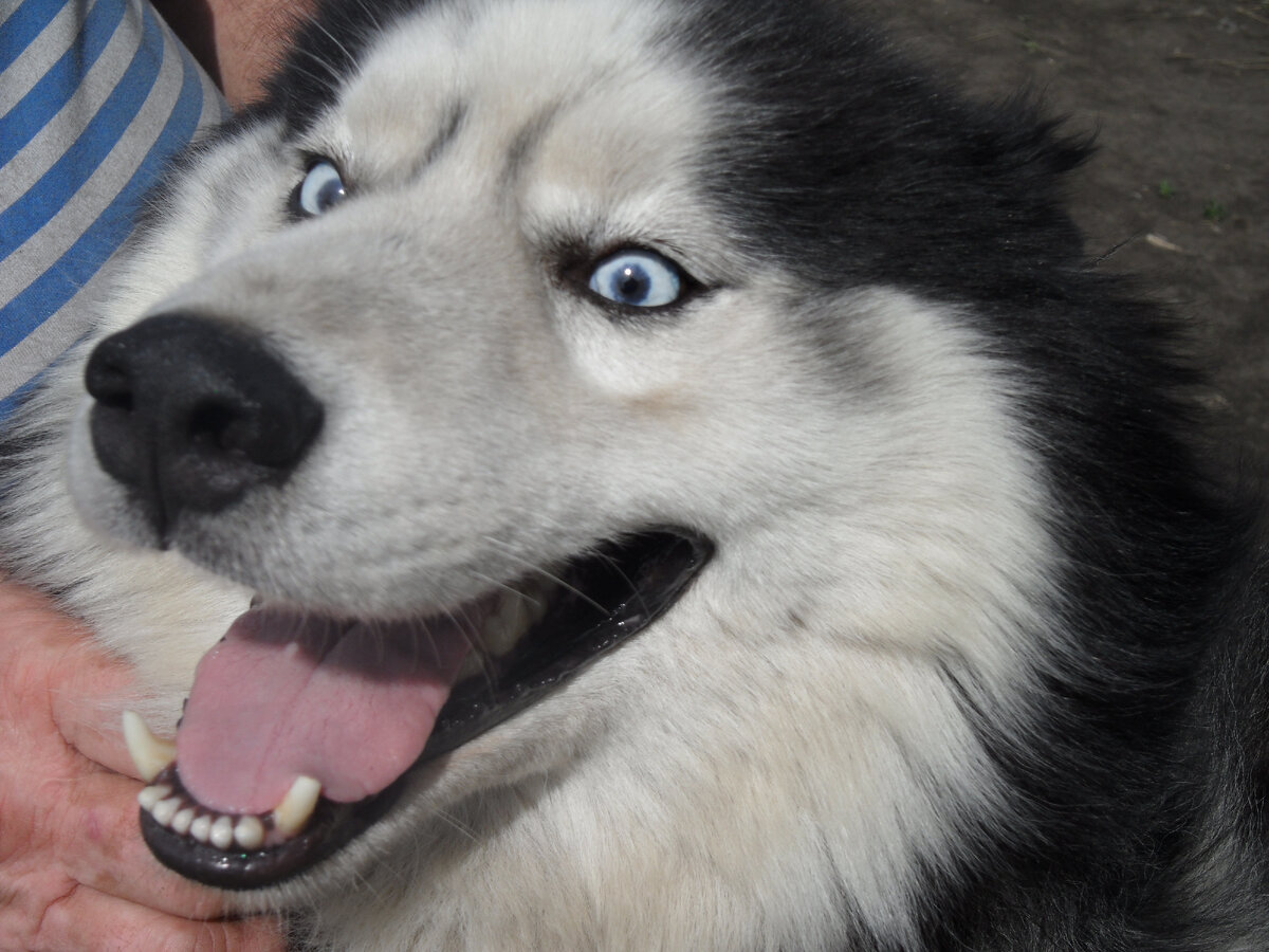 Хаски-голубые глазки.