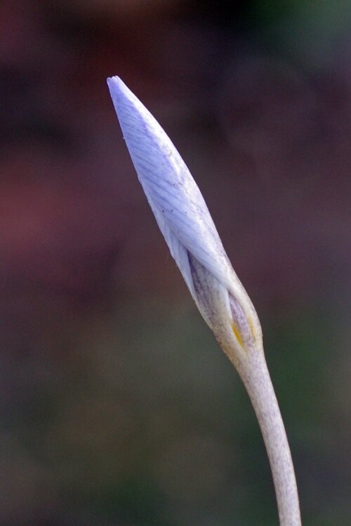 Крокус 24.10.2021