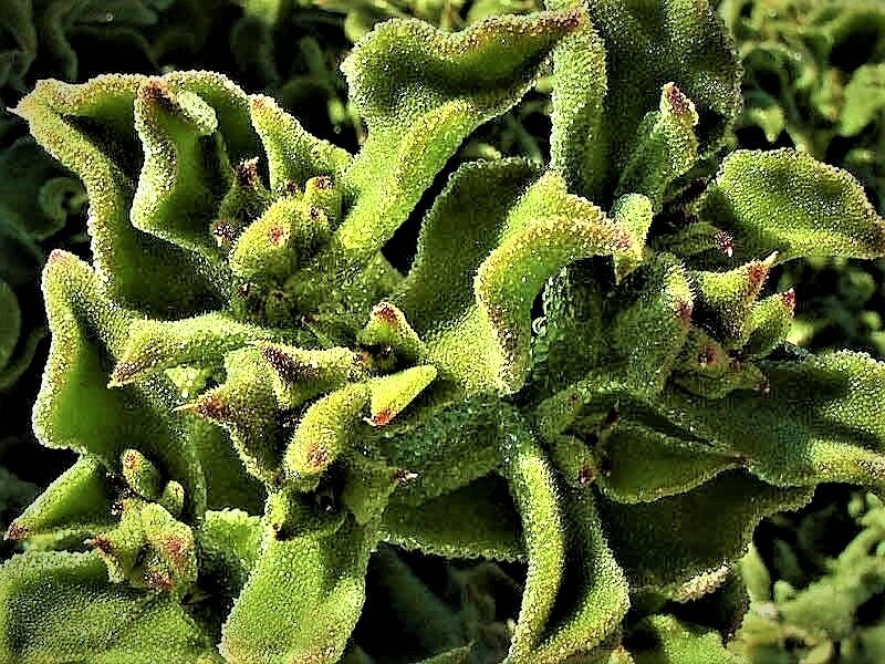 Фото с сайта: https://clck.ru/YfTwD.