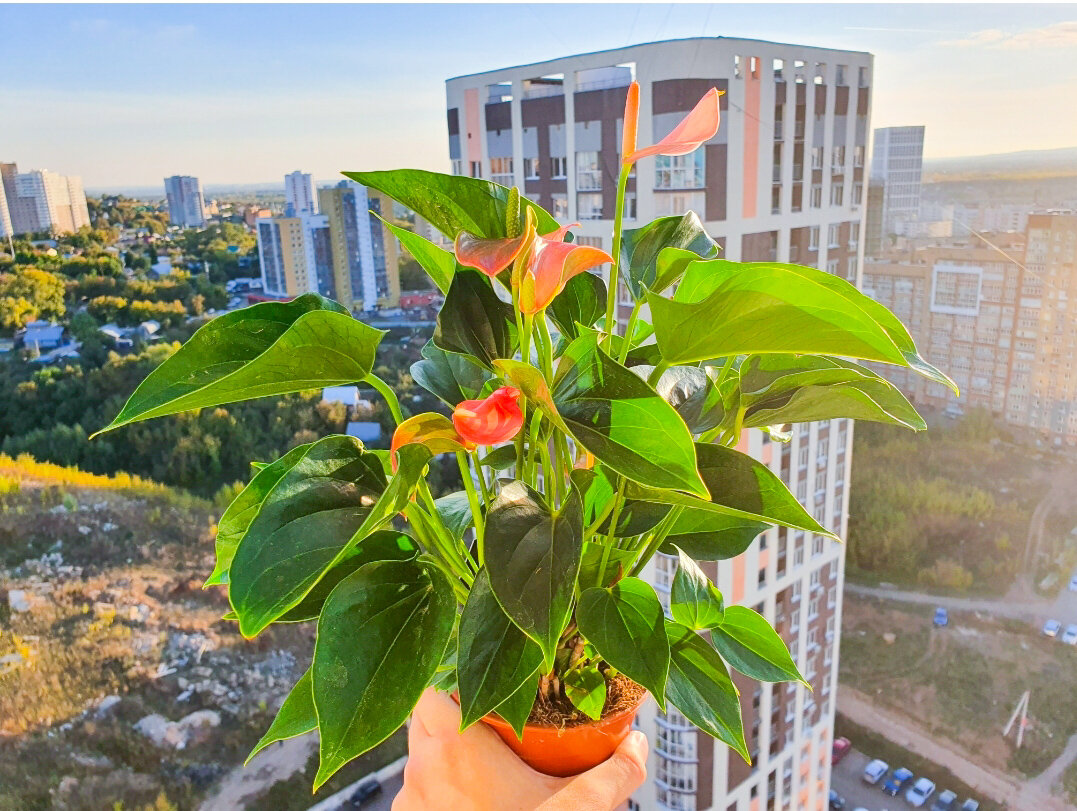 Цвёл просто шикарно – жаль было пересаживать