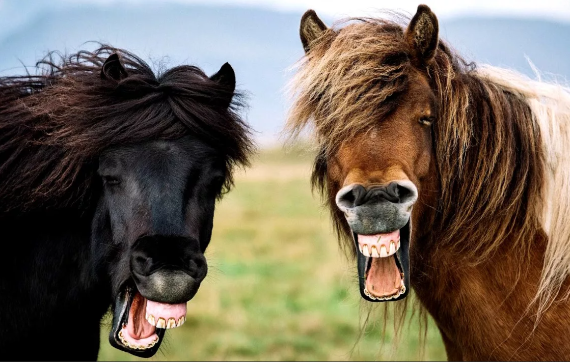 Коня споем. Лошадь ржет. Лошадь смеется. Смешной конь. Две лошади.