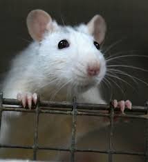 Обычная крыска(декоративная)