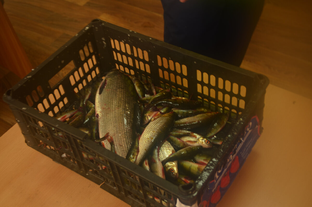 Улов от прикормки на мормыша может быть очень неожиданным