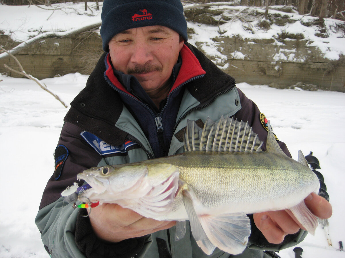 Судак пойманный за торосами на подлёдный джиг. Фото автора Калачева Андрея.