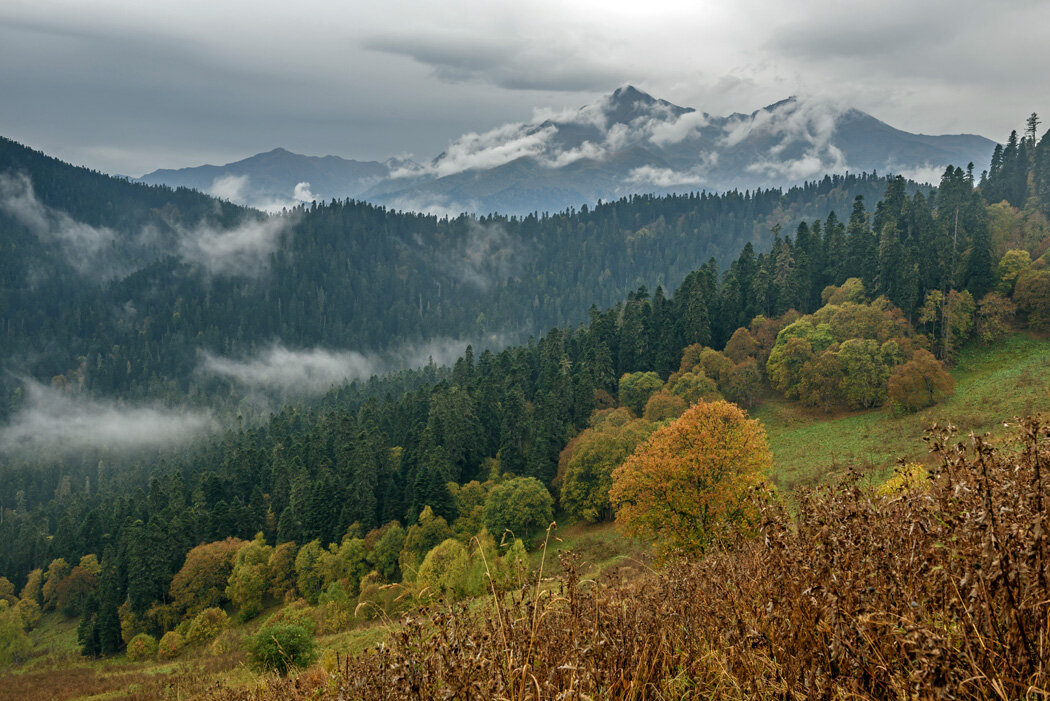 Лес в горах Кавказа