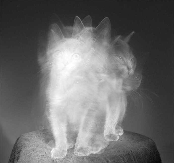 Котэ приведение. Призрак Конглтонского кота. Коты призраки. Кот приведение. Котёнок призрак.