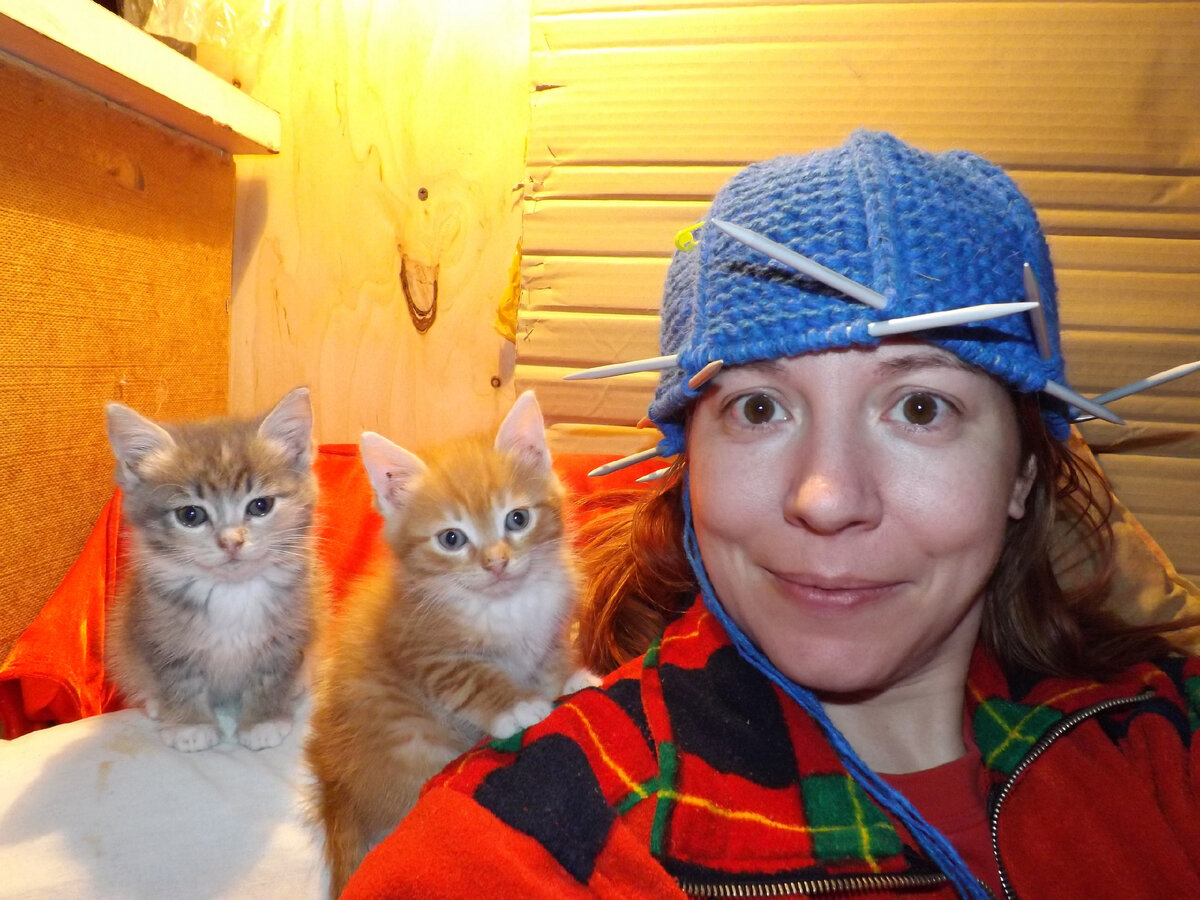 ...а это я хотела спросить заказчицу, где точно начинать делать отворот у шапки. Только позже я увидела (уже на фото), что фоточку-то мне подпортили...

Эти малыши давно уже живут в хороших семьях ;-) Хозяева мне присылают их фото. У рыжего даже свой аккаунт в инстаграм... ...впрочем, ему купили набор мебели (кресло, игровую площадку и дорогущий туалет-контейнер)