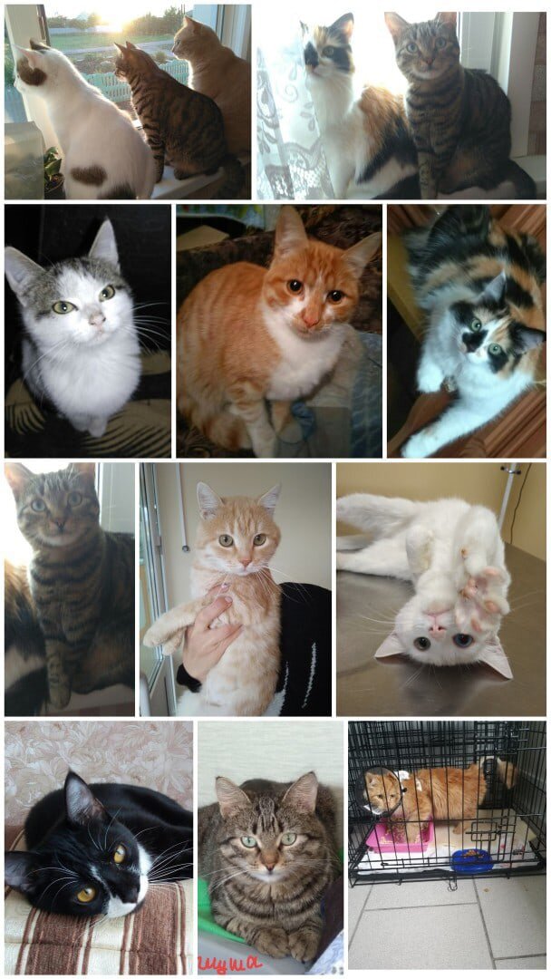 Наши подопечные! 