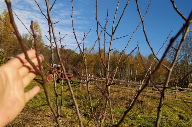 Слива сегодня в саду.