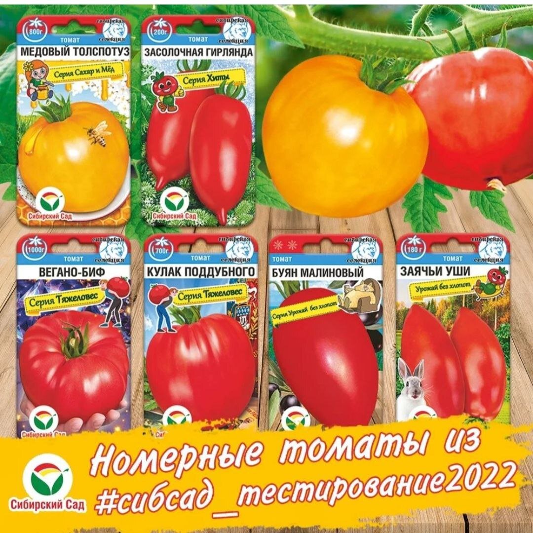 томат кулак поддубного отзывы