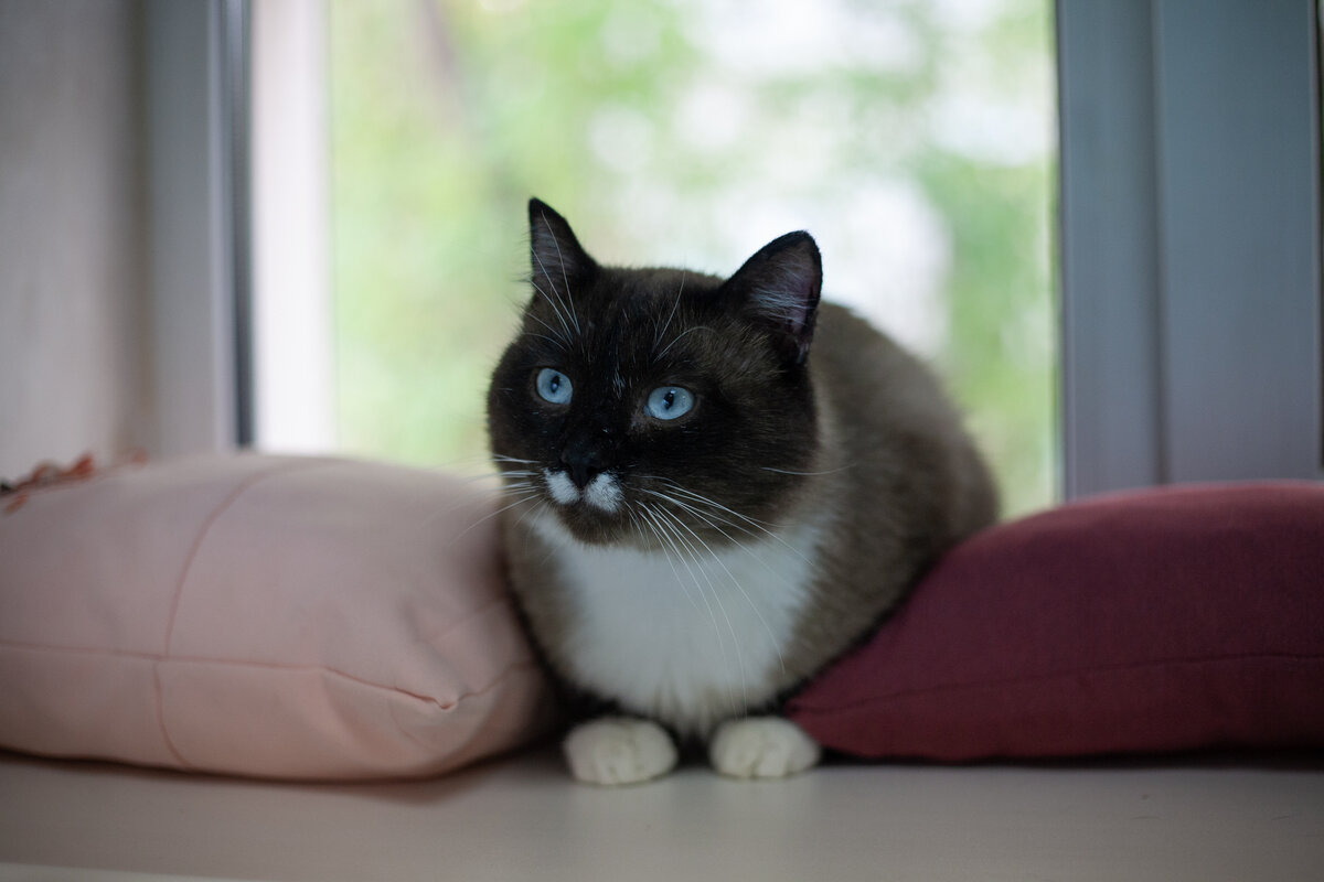 Майкл-любитель создавать в приюте стрессовые ситуации)))