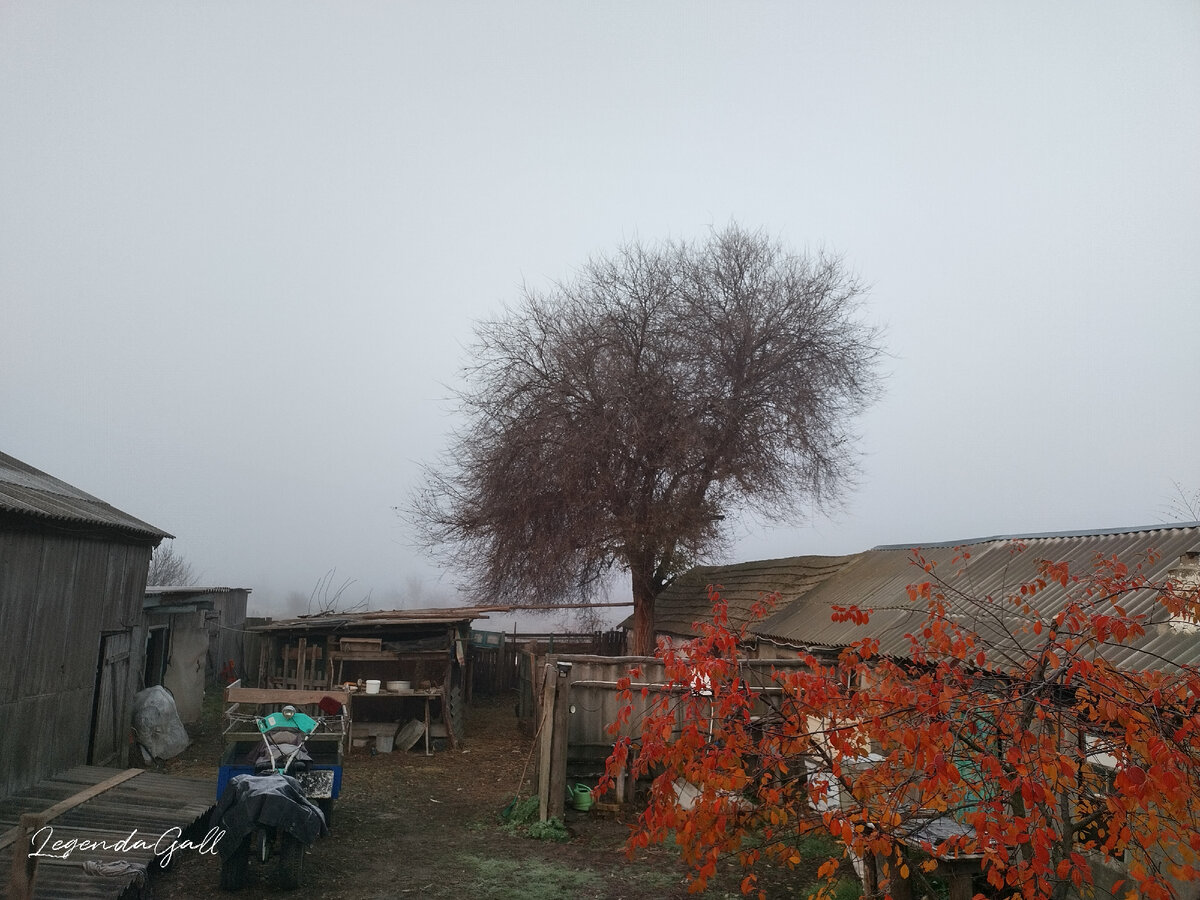 Те же 8 утра, реально ёжик в тумане