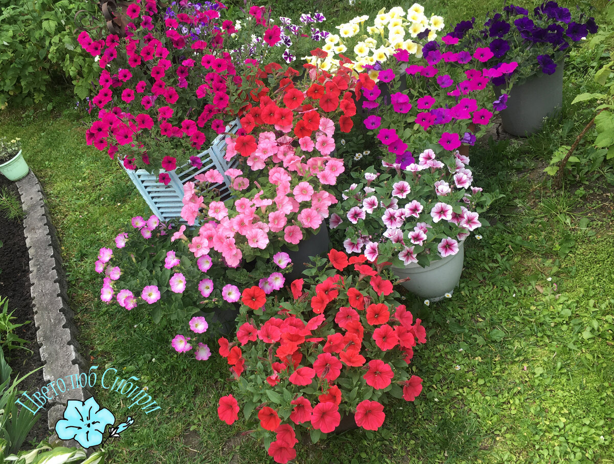 Петунии моем в саду