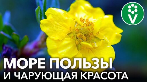 Цветёт всё лето, неприхотливый, лечебный - удивительный курильский чай, или лапчатка кустарниковая!