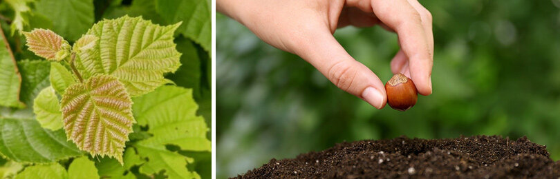 Морозостойкий фундук: посадка, уход и лучшие сорта