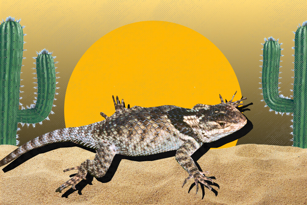     Фото: Flores-Villela, Oscar, Smith, Eric N., Campillo-García, Gustavo, Martínez-Méndez, Norberto & Campbell, Jonathan A., 2022