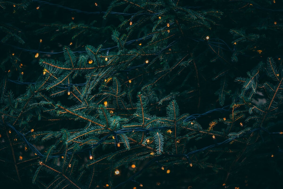 Фото: Unsplash 