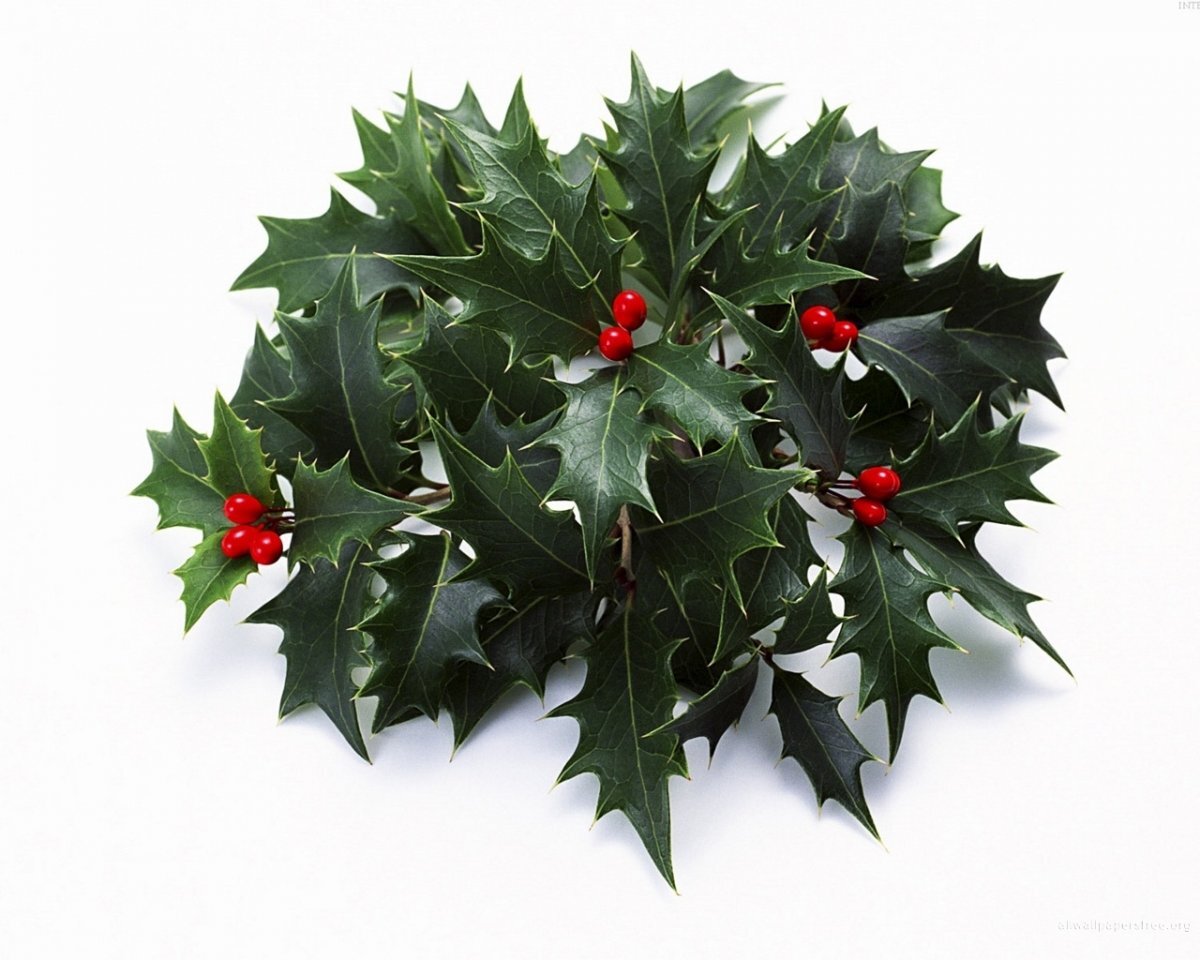 Остролист - символ вечности