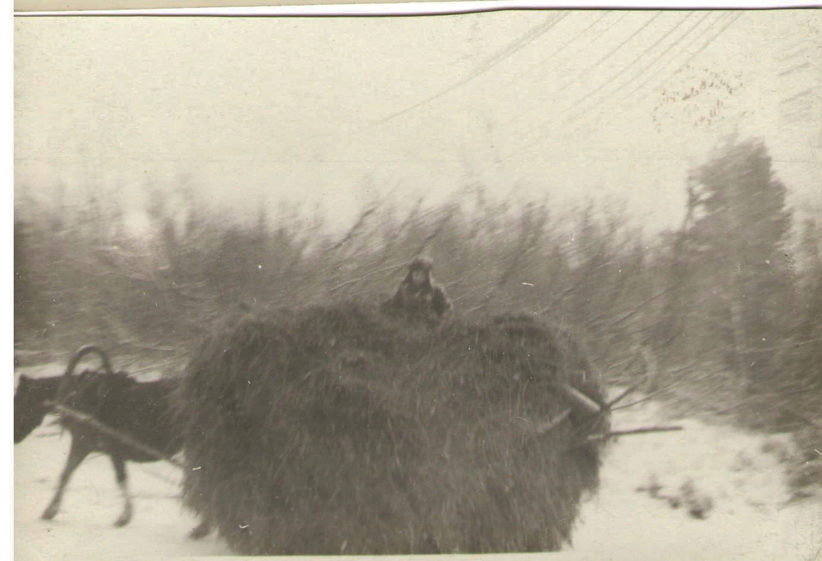 Лошадь везет сено по зимней дороге. Фото: Орлов Василий Михайлович.