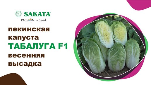 ТАБАЛУГА F1 - пекинская капуста на раннюю весну #семенаовощей #пекинскаякапуста #купитьсемена