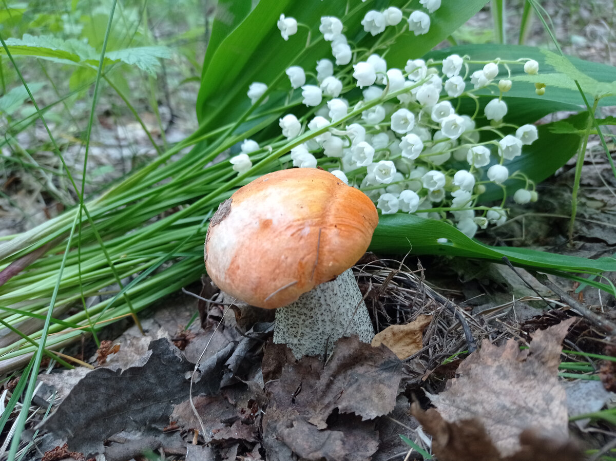 И один гриб на весь лес... 